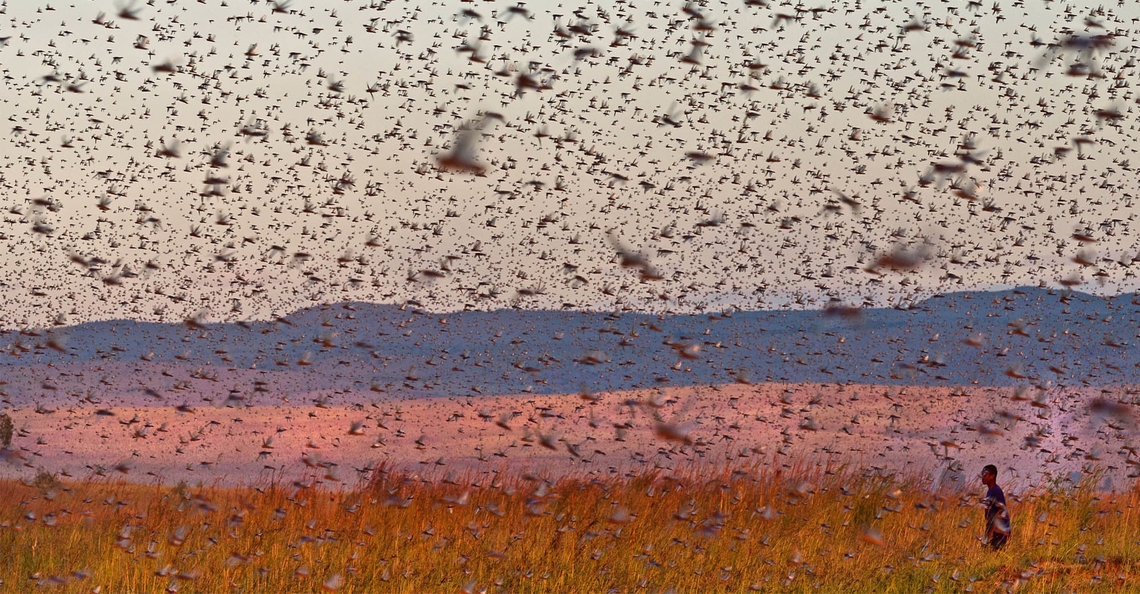 1579273340-drones-insectenplaag-mauritanie-verenigde-naties-2020-1.jpg