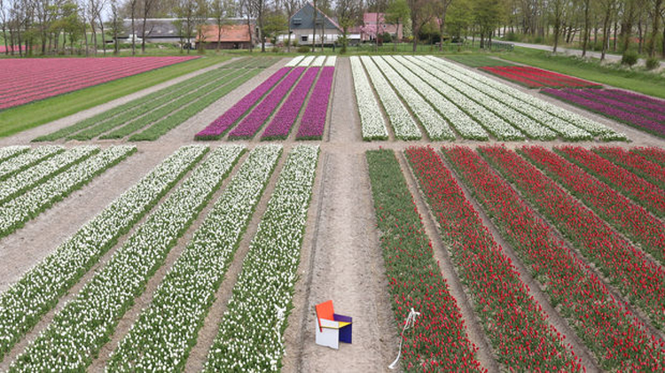 Tientallen drones de lucht in bij Mondriaan tulpenveld Noordoostpolder